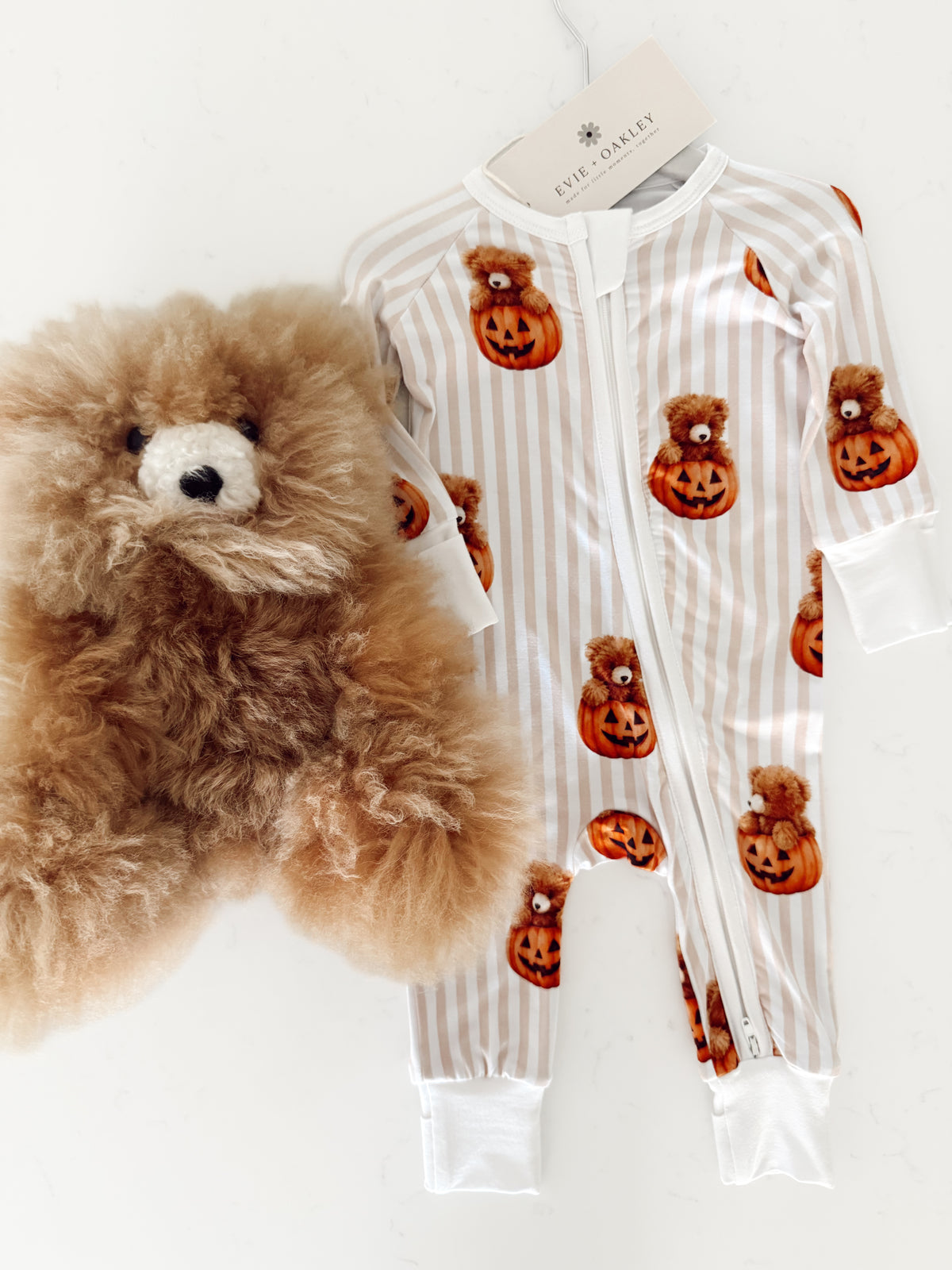 Teddy Pumpkin | Zippie